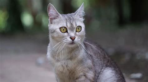 burmilla1|Burmilla Cat Breed: Size, Appearance & Personality